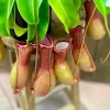 Nepenthes Pitcher Plant Live Carnivorous Plant - 8 Month Old Starter - Indoor Outdoor - Image 1