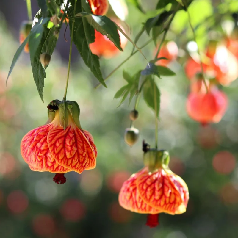 Orange Abutilon Live Plant - 2 Pack, 5-8 Inches Tall, Trailing Lantern Flower - Image 2