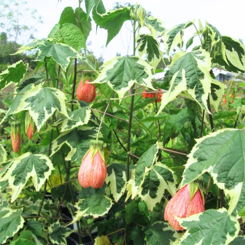 Orange Abutilon Live Plant - 2 Pack, 5-8 Inches Tall, Trailing Lantern Flower - Image 1