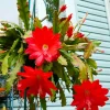 Orange Epiphyllum Orchid Cactus Live Plant – 2 Pack – 5 Inch Tall Indoor Succulent - Image 1