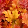 Orange to Red Heuchera Live Plant - Coral Bells Perennial, 2.5 Inch Pot, Shade - Image 1