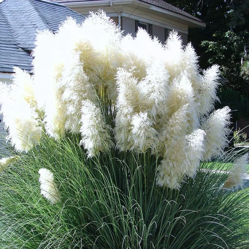 Pampas Grass Live Plant 4-8 Inches - White Ornamental Grass (2 Pack) - Image 2
