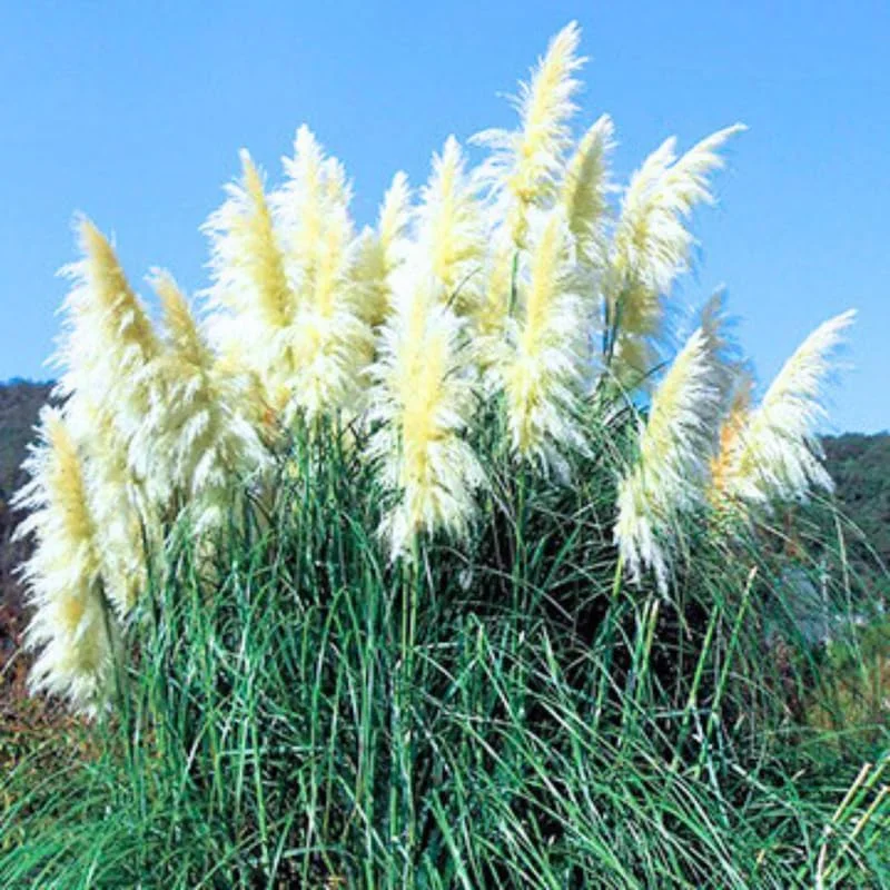 Pampas Grass Live Plants, 2-Pack, 4-8 Inch White Ornamental Grass - Image 3