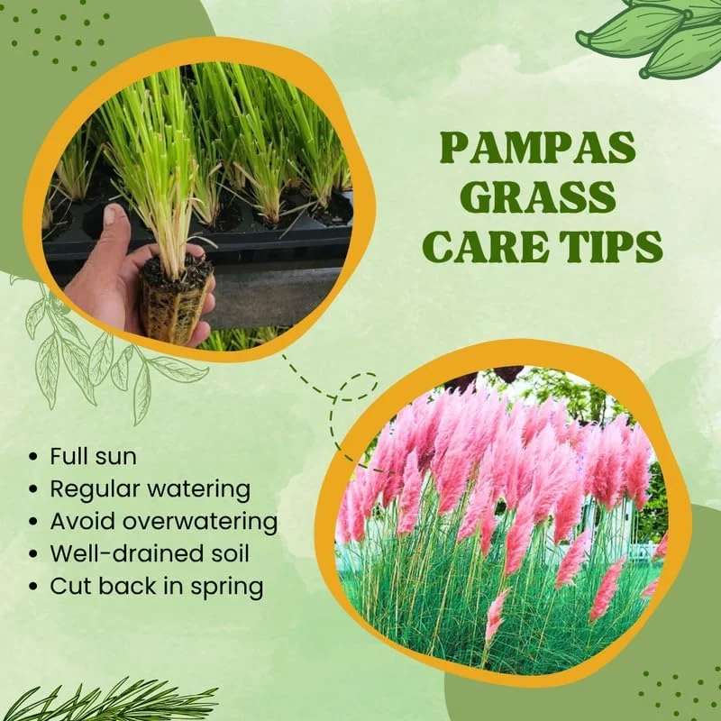 Pampas Grass Live Plants, 2-Pack, 4-8 Inch White Ornamental Grass - Image 5