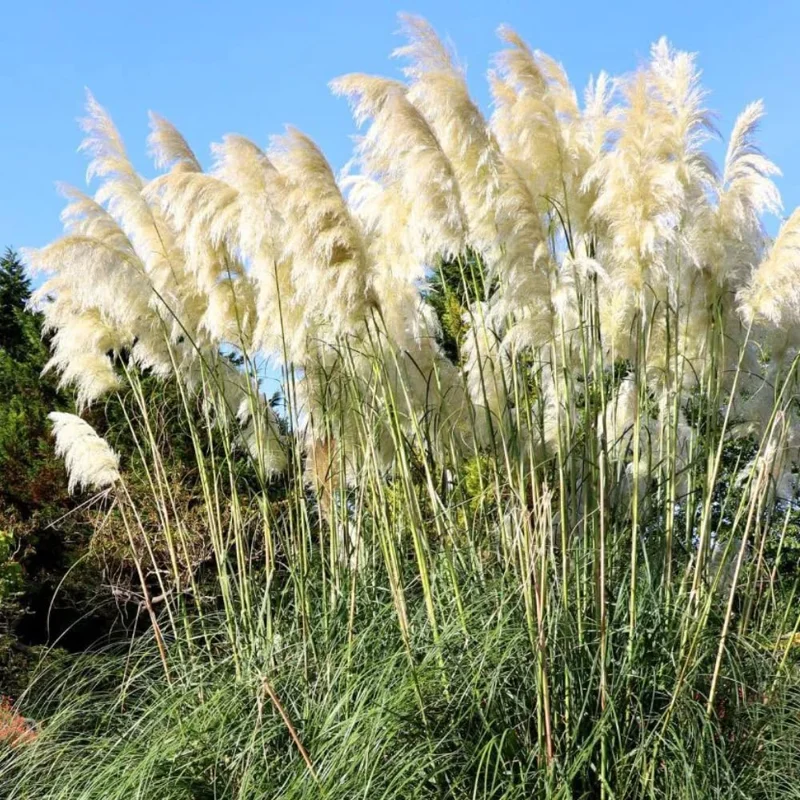 Pampas Grass Live Plants 3-Pack, Ornamental Grass Seedlings in 2.5" Pots, Outdoor - Image 1