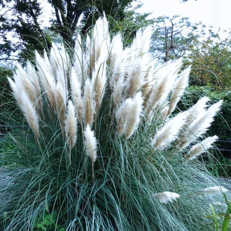 Pampas Grass Live Plants - White Perennial Ornamental Grass 4-8 Inches Tall, Outdoor - Image 4