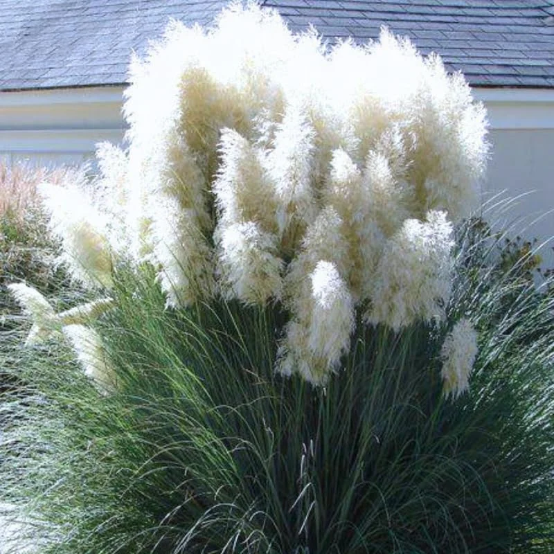 Pampas Grass Live Plants - White Perennial Ornamental Grass 4-8 Inches Tall, Outdoor - Image 1
