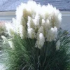 Pampas Grass Live Plants - White Perennial Ornamental Grass, 2-Pack, 4-8 Inches Tall, Outdoor - Image 1