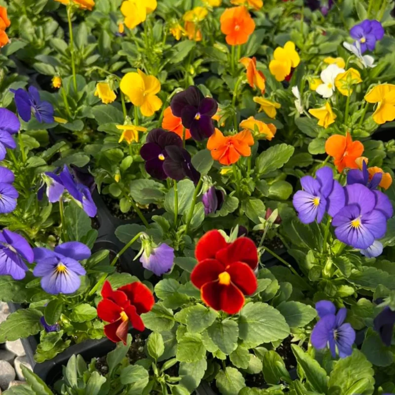 Pansy Delta Pure Color Mix Live Plant | 4 Inch Pot | Outdoor Annuals - Image 2