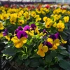 Pansy Delta Pure Color Mix Live Plant | 4 Inch Pot | Outdoor Annuals - Image 1