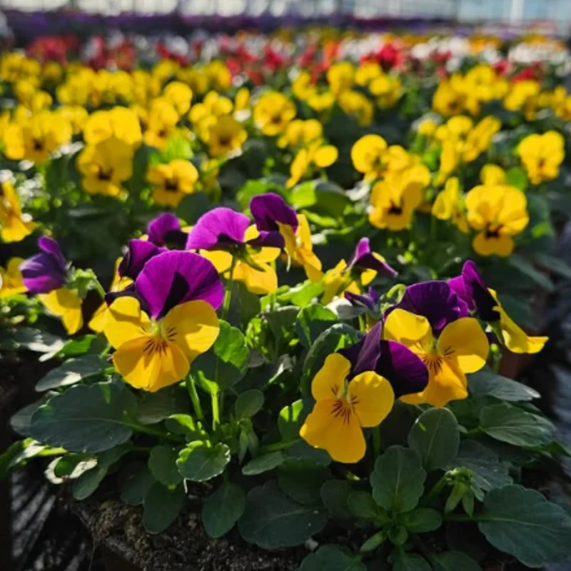 Pansy Delta Pure Color Mix Live Plant | 4 Inch Pot | Outdoor Annuals - Image 1