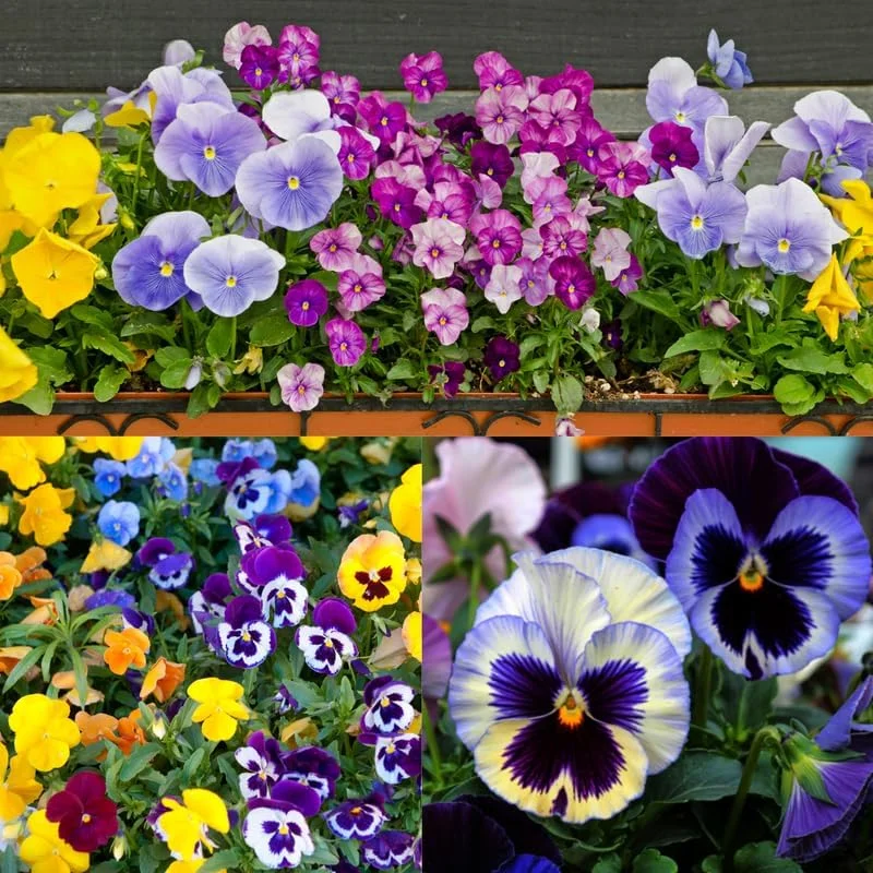 Pansy Live Plants - Pack of 3 Colorful 4-Inch Potted Flowers for Indoors & Outdoors - Image 2