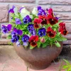 Pansy Live Plants - Pack of 3 Colorful 4-Inch Potted Flowers for Indoors & Outdoors - Image 1