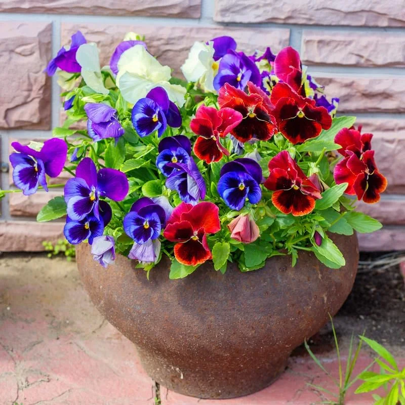 Pansy Live Plants - Pack of 3 Colorful 4-Inch Potted Flowers for Indoors & Outdoors - Image 1