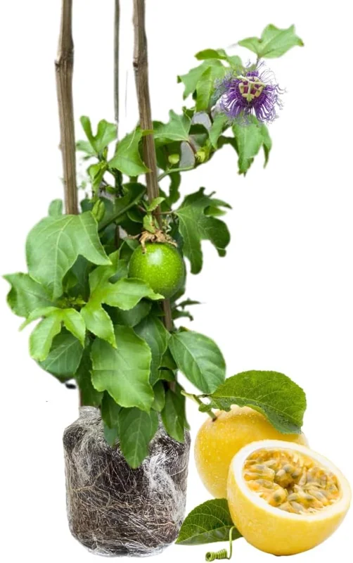 Passionfruit Plant Vine - Live Yellow Fruit, 6-8 Inches Tall, Outdoor - Image 1