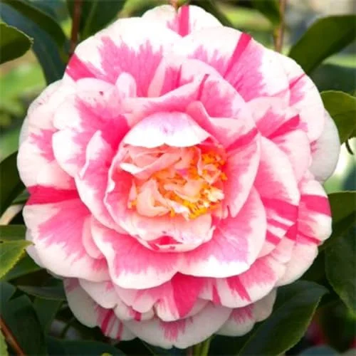 Peppermint Camellia Live Plant - Red White Bicolor Flower Shrub, Well-Rooted, Zones 7-10 - Image 2
