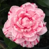 Peppermint Camellia Live Plant - Red White Bicolor Flower Shrub, Well-Rooted, Zones 7-10 - Image 1
