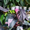 Philodendron Prince of Pink Live Plant - 4-9" Tall Indoor Houseplant - Image 1