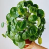 Pilea Peperomioides Live Plant - Chinese Money Plant, 5-7 Inch Height, Indoor/Outdoor - Image 1
