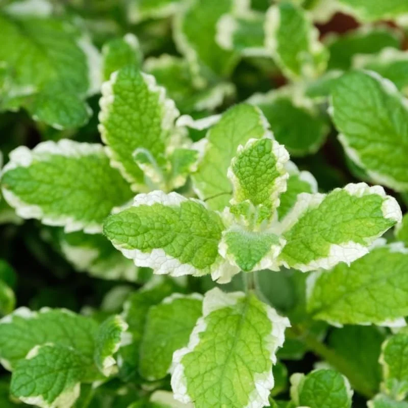Pineapple Mint Live Plant 4-6" Tall in 4" Pot - Variegated Perennial Herb for Indoor/Outdoor - Image 2