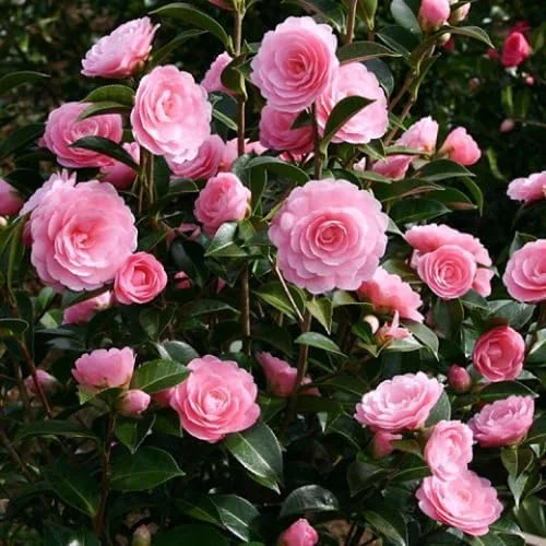 Pink Camellia Live Plant - 4" Pot, 6-12" Tall Starter Shrub for Outdoor Planting - Image 2