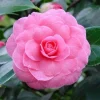 Pink Camellia Live Plant - 4" Pot, 6-12" Tall Starter Shrub for Outdoor Planting - Image 1