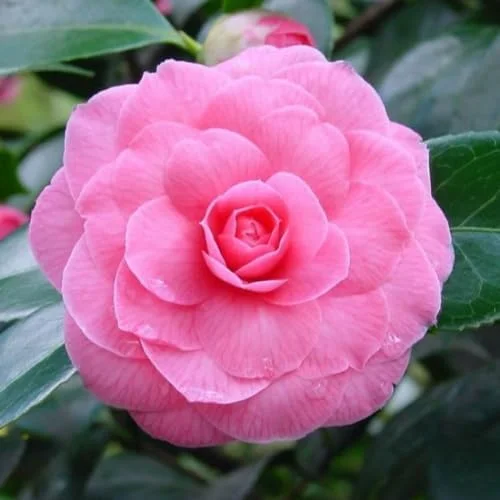 Pink Camellia Live Plant - 4" Pot, 6-12" Tall Starter Shrub for Outdoor Planting - Image 1
