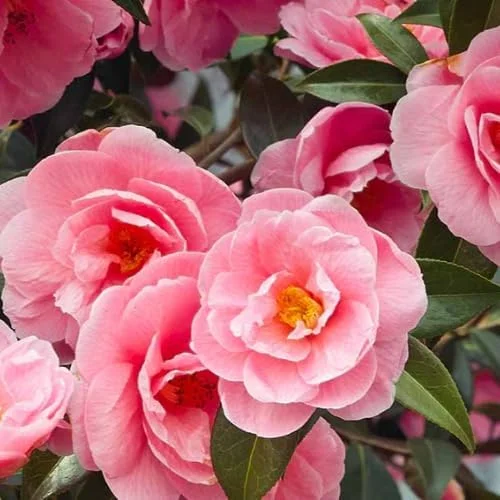 Pink Camellia Live Plant - 9 Months Old Shrub, Large Flowers, Cold Hardy, Indoor/Outdoor - Image 2