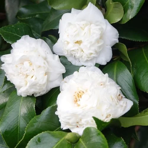 Pink Camellia Live Plant - 9 Months Old Shrub, Large Flowers, Cold Hardy, Indoor/Outdoor - Image 3
