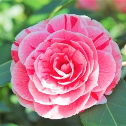 Pink Camellia Live Plant - 9 Months Old Shrub, Large Flowers, Cold Hardy, Indoor/Outdoor - Image 4