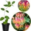 Pink Climbing Honeysuckle Live Plant - Fragrant Vine, 2.5 Inch Pot, Outdoor - Image 1
