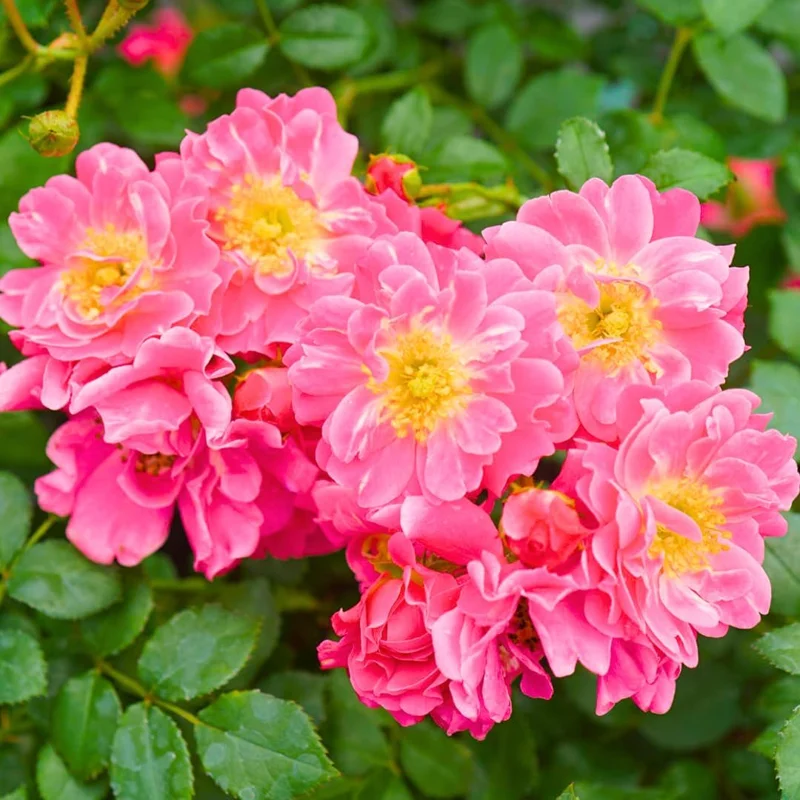 Pink Climbing Rose Live Plant - Fragrant Bush, 6-8 inch Tall, Potted - Image 2