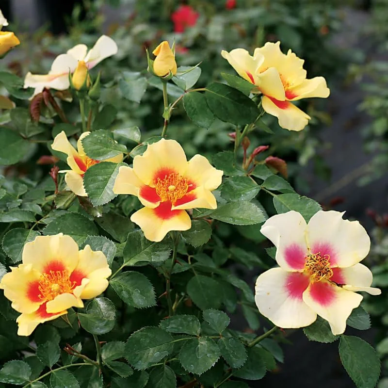 Pink Climbing Rose Live Plant - Fragrant Bush, 6-8 inch Tall, Potted - Image 4