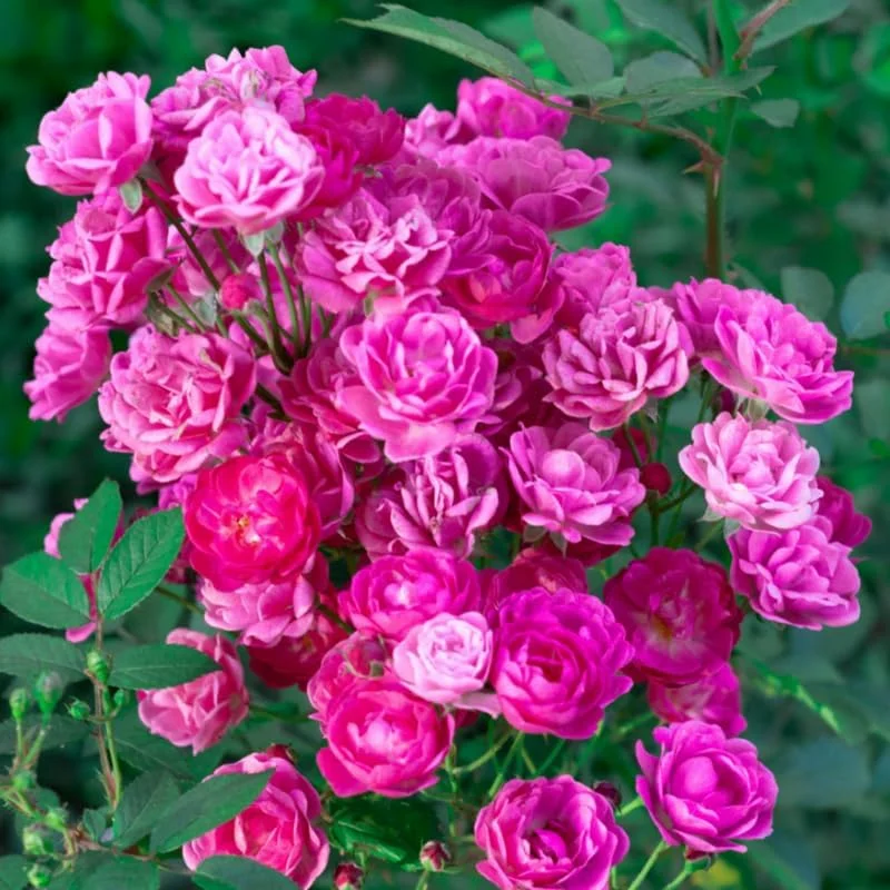Pink Climbing Rose Live Plant - Fragrant Bush, 6-8 inch Tall, Potted - Image 5