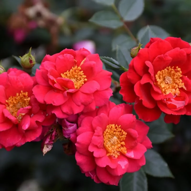 Pink Climbing Rose Live Plant - Fragrant Bush, 6-8 inch Tall, Potted - Image 1