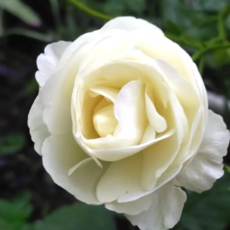 Pink Climbing Rose Live Plant - Fragrant Bush, 6-8 inch Tall, Potted - Image 6