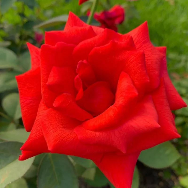 Pink Climbing Rose Live Plant - Fragrant Bush, 6-8 inch Tall, Potted - Image 9