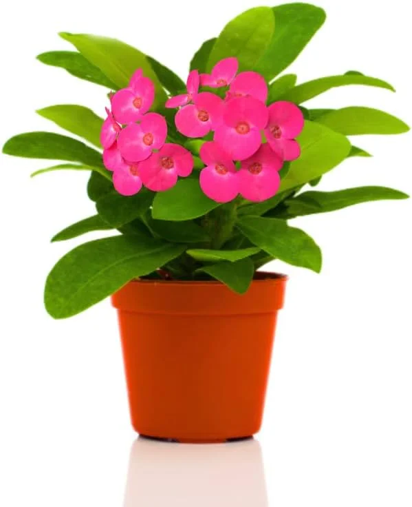 Pink Crown of Thorns Live Plant - Euphorbia Milii - Hardy Houseplant - Image 2