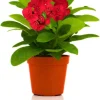 Pink Crown of Thorns Live Plant - Euphorbia Milii - Hardy Houseplant - Image 1
