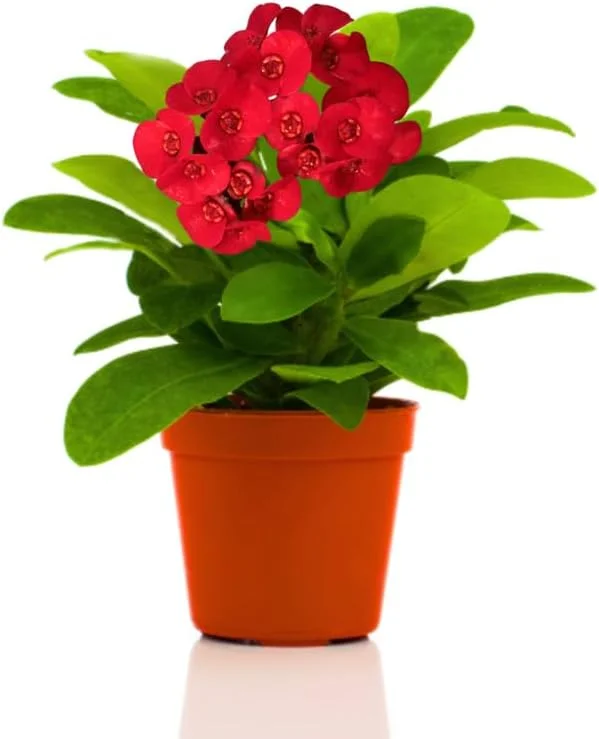 Pink Crown of Thorns Live Plant - Euphorbia Milii - Hardy Houseplant - Image 1