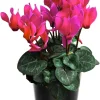 Pink Cyclamen Live Plant - 4" Pot Indoor Flowering Houseplant with Ornamental Blooms - Image 1