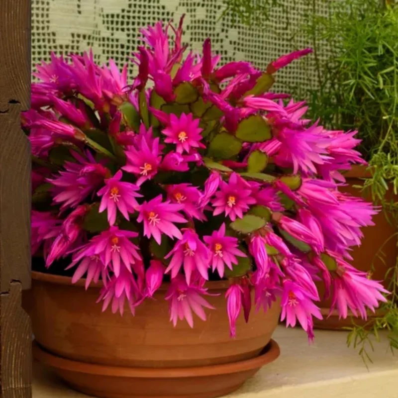 Pink Easter Cactus Live Plant, Bare Root, 5-9 Inches Tall, Spring Bloom Succulent - Image 2