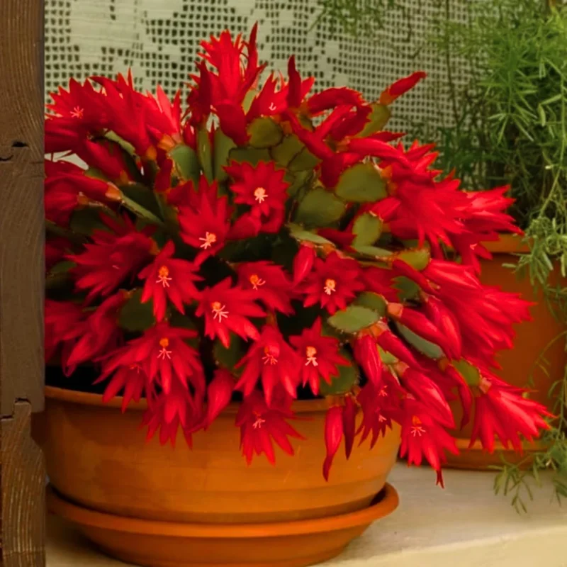 Pink Easter Cactus Live Plant, Bare Root, 5-9 Inches Tall, Spring Bloom Succulent - Image 1