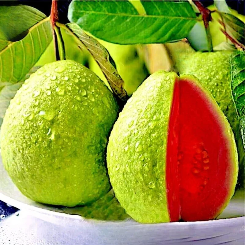 Pink Guava Live Plant - Tropical Fruit Tree Seedling, 5-9" Tall, Potted - Image 1