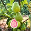 Pink Guava Tree Live Plant – 5-10 Inch Tall, Well Rooted, Cold Hardy - Image 1