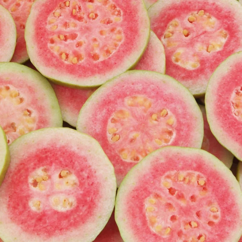 Pink Guava Tree Live Plant, 5-10 Inches Tall, Well Rooted, Cold Hardy - Image 8