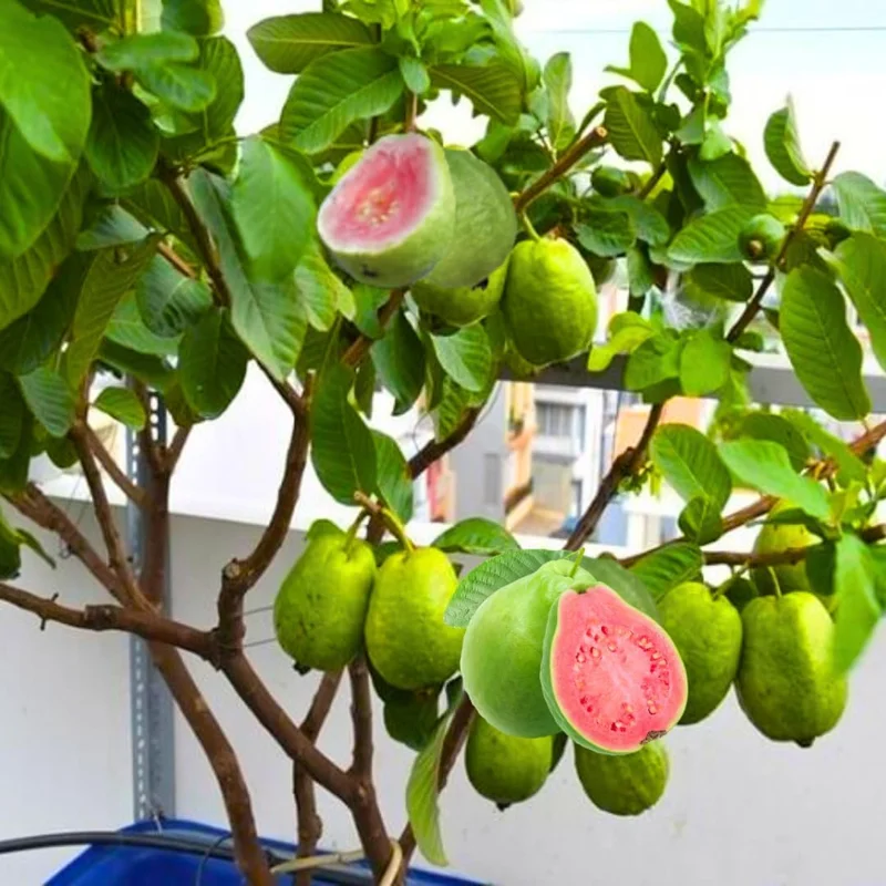 Pink Guava Tree Live Plant - 5-9 Inch Tall Seedling, Fragrant, Cold Hardy - Image 1