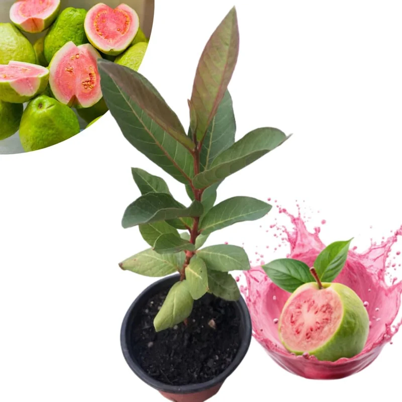 Pink Guava Tree Live Plant - 5-9 Inch Tall, Well Rooted, 1 Year Old, Cold Hardy - Image 2