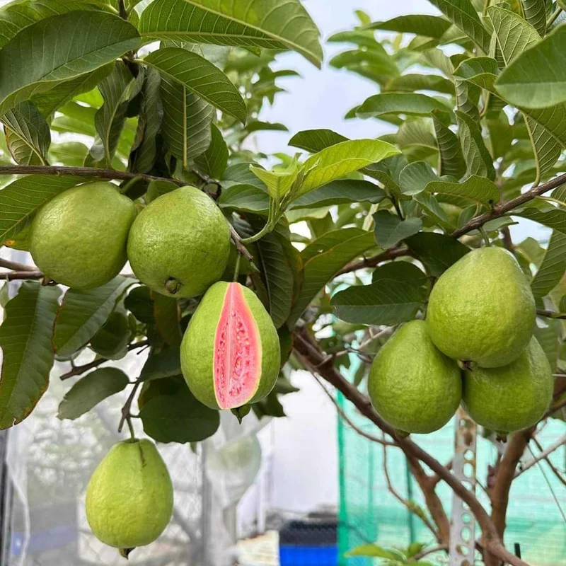 Pink Guava Tree Live Plant - 5-9 Inch Tall, Well Rooted, 1 Year Old, Cold Hardy - Image 4
