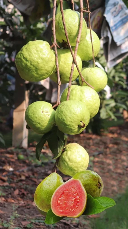 Pink Guava Tree Live Plant - 5 to 10 Inch Tall, Well Rooted, Cold Hardy - Image 2